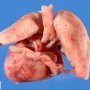 Dextrocardia in situs inversus (24 weeks)