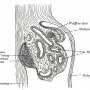 Mesonephros of a chick embryo of the fourth day. ("Genital ridge" (...)