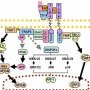 Toll-like receptor pathways