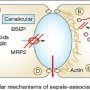 Sepsis-associated cholestasis
