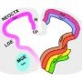 SHH in cerebral development