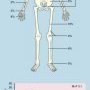 From Bullough's Orthopaedic Pathology