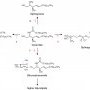 Sphingolipids