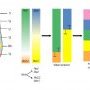SHH developmental roles