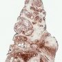Lobular capillary hemangioma