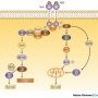 Signal-transduction pathway of the TrkA tyrosine kinase receptor.