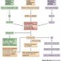 Complement pathways