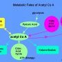 AcetylCoA crossroad