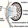 Ovary and genital ducts at the 5th month. The medullary cords are (...)