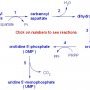 Pyrimidine biosynthesis