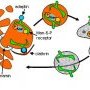 Endosomal targeting by mannose-6-phosphate tag