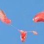 Ovarian migration delay