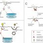 Caveolae and endocytosis