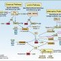 Complement system
