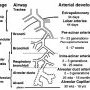 Pulmonary vascularization