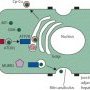Copper metabolism in the hepatocyte