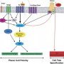 Planar cell polarity pathway