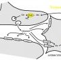 Glutamate synapse