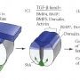 SHH/BMPs gradients in neural tube closure