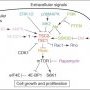 TSC signaling pathway