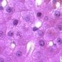 Hepatocytes
