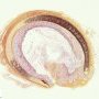 Trachea (3 years)