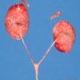 BIlateral nephromegaly in Meckel syndrome
