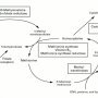 Nucleotide biosynthesis from folates