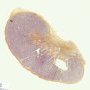 Testis (3 years)