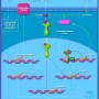 Visceral Fat Deposits and the Metabolic Syndrome