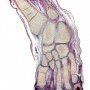 Fetal hand (10 weeks)