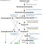 HMG-CoA reductase pathway
