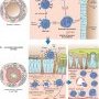 Asthma pathogeny