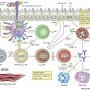 Candidate genes for asthma predisposition