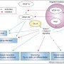 DLL4 signaling