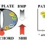 SHH/BMPs gradients in neural tube closure