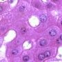 Hepatocytes