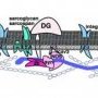 Example: Dystrophin-glycoprotein complex (DGC)
