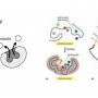 Enzyme activity