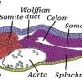 Wolffian duct in chick embryo (45 hours)