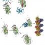 Conformational changes of mutated PI