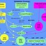 Main metabolic pathways of metabolism