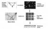 Protein aggregation