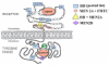 RET mutations and diseases