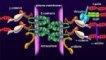 Beta-catenin and adherens junction