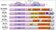 ETV6 fusion genes (TEL fusion genes)