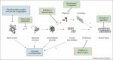Potential therapeutic intervention of intrabodies on misfolding (...)
