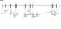 RPE65 mutations in congenital Leber amaurosis