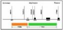 EWSR1 break-apart probe from Vysis