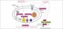 Mitochondria and Alzheimer disease
